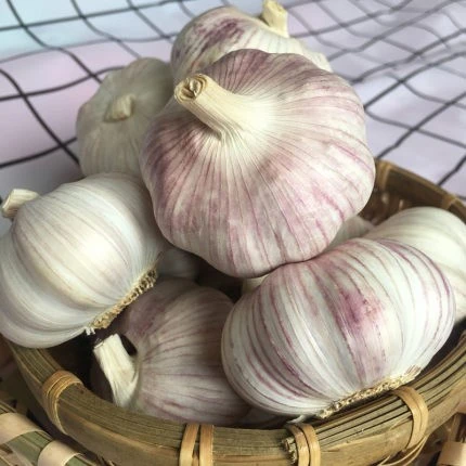 Fresh Organic Red Garlic